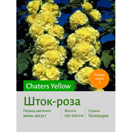 Шток-роза Yellow