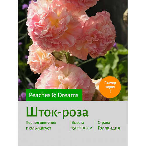 Шток-роза Peaches Dreams
