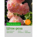 Шток-роза Peaches Dreams