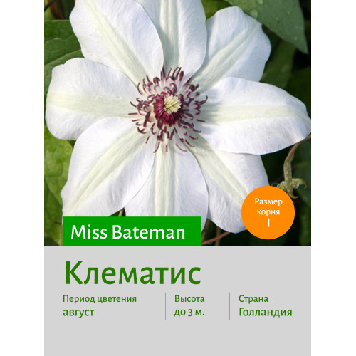 Клематис Miss Bateman