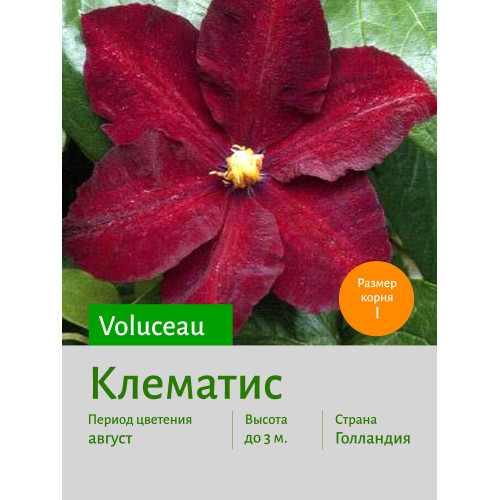 Клематис Voluceau