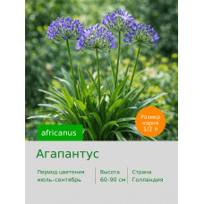 Агапантус africanus
