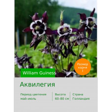 Аквилегия William Guiness