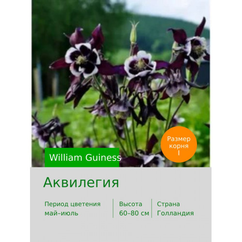 Аквилегия William Guiness
