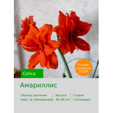 Амариллис Celica