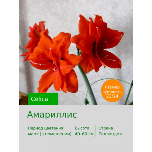 Амариллис Celica