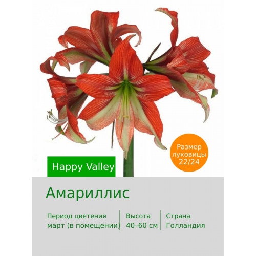 Амариллис Happy Valley