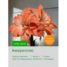 Амариллис Lady Jane
