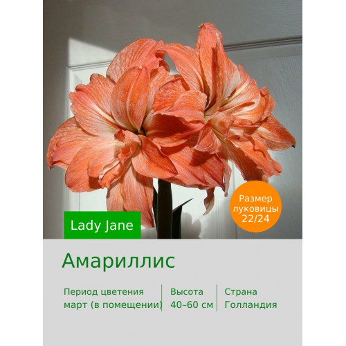 Амариллис Lady Jane