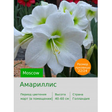 Амариллис Moscow