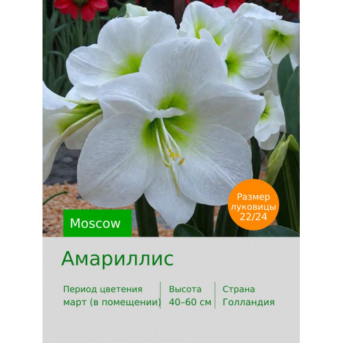 Амариллис Moscow