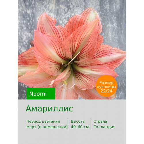 Амариллис Naomi