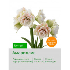Амариллис Nymph