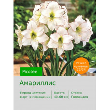 Амариллис Picotee