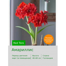 Амариллис Red Toro