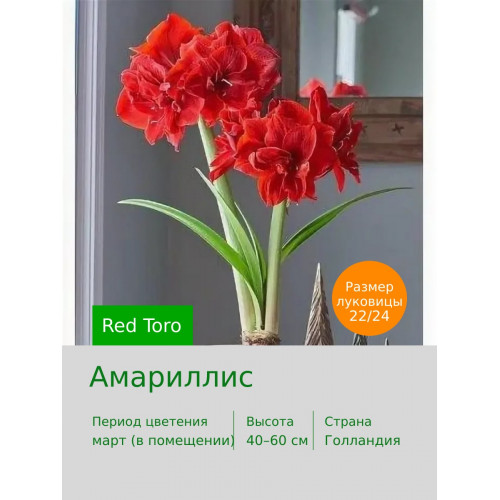Амариллис Red Toro