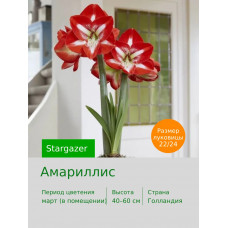 Амариллис Stargazer