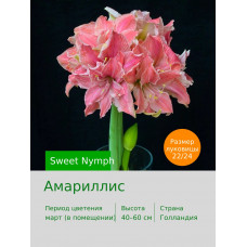 Амариллис Sweet Nymph