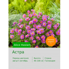 Астра (Aster) Alice Haslam