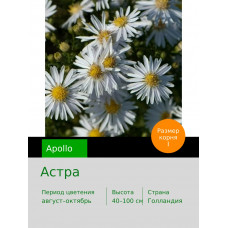 Астра (Aster) Apollo
