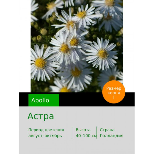 Астра (Aster) Apollo