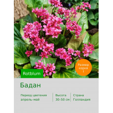 Бадан Rotblum