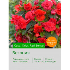 Бегония Casc. Odor. Red Sunset