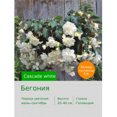 Бегония Cascade white