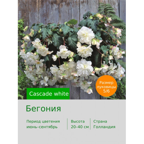 Бегония Cascade white