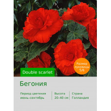 Бегония Double scarlet