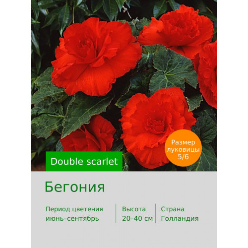 Бегония Double scarlet