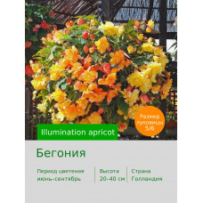 Бегония Illumination apricot