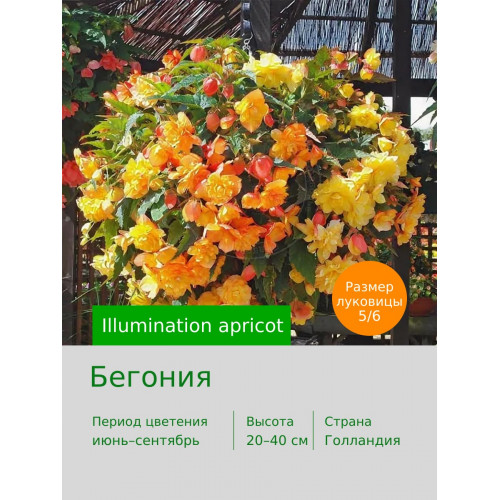 Бегония Illumination apricot