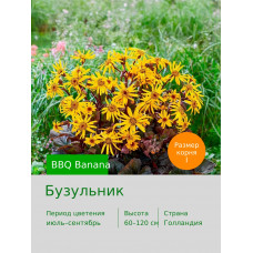 Бузульник BBQ Banana