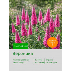 Вероника Heidekind