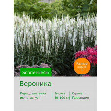 Вероника Schneeriesin