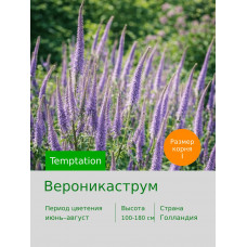Вероникаструм Temptation