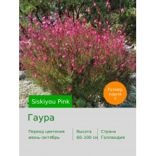 Гаура Siskiyou Pink