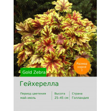 Гейхерелла Gold Zebra®