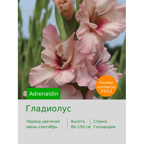 Гладиолус Adrenaldin