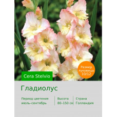 Гладиолус Cera Stelvio