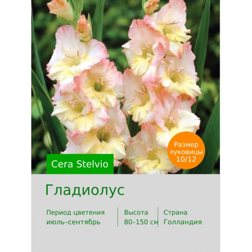 Гладиолус Cera Stelvio