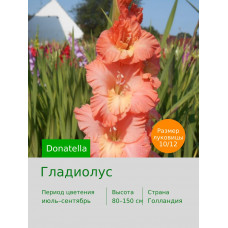 Гладиолус Donatella