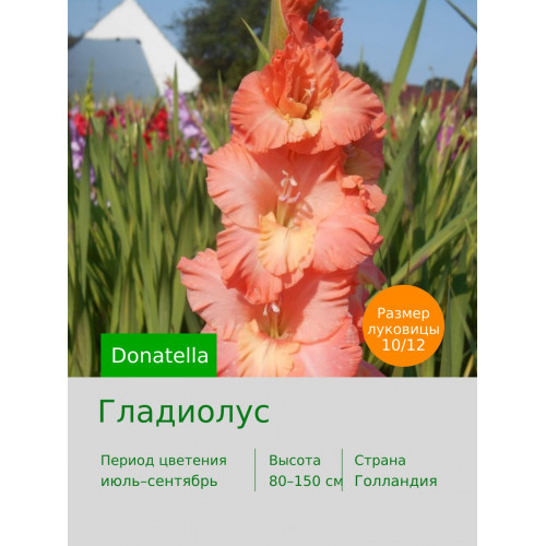 Гладиолус Donatella