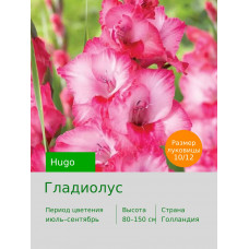 Гладиолус Hugo