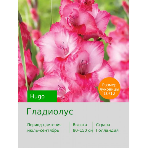 Гладиолус Hugo