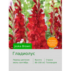 Гладиолус Joska Brown