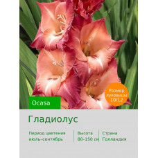 Гладиолус Ocasa