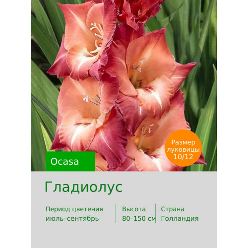 Гладиолус Ocasa