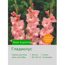 Гладиолус Rose Supreme